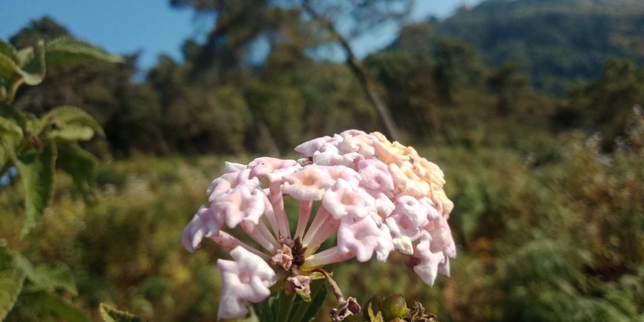 Appartamento Ale Chojeke Kalimpong Esterno foto